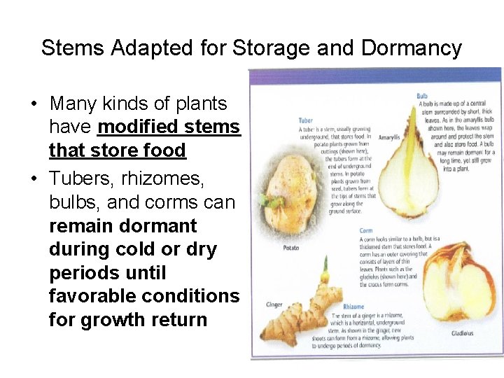 Stems Adapted for Storage and Dormancy • Many kinds of plants have modified stems