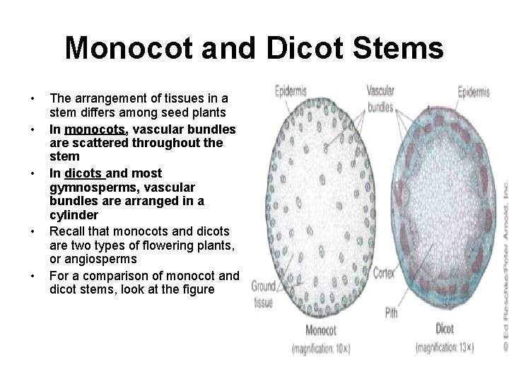 Monocot and Dicot Stems • • • The arrangement of tissues in a stem