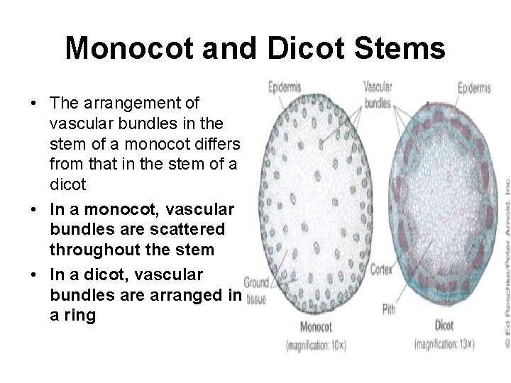 Monocot and Dicot Stems • The arrangement of vascular bundles in the stem of