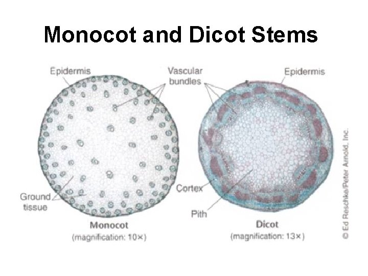 Monocot and Dicot Stems 