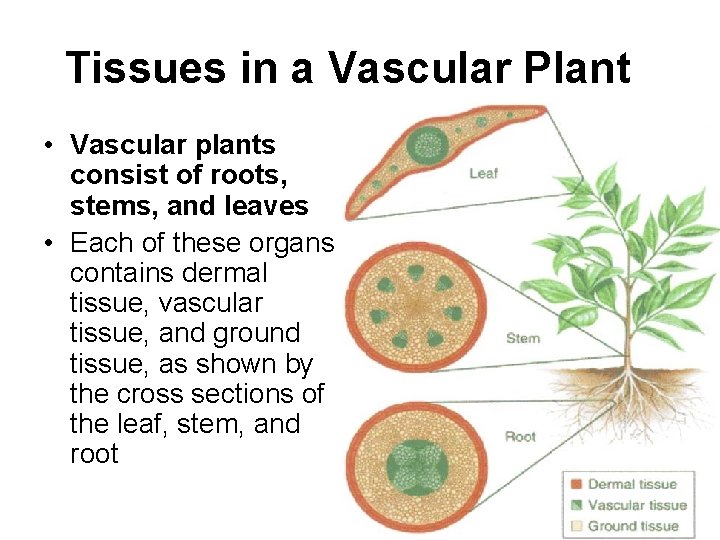Tissues in a Vascular Plant • Vascular plants consist of roots, stems, and leaves