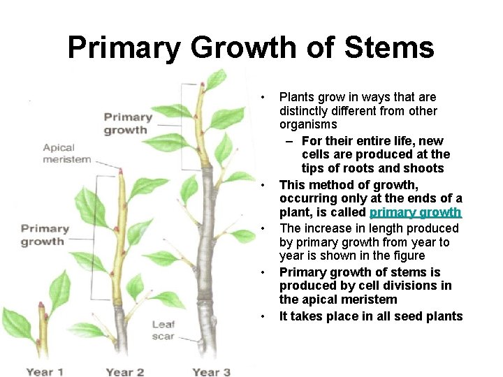 Primary Growth of Stems • • • Plants grow in ways that are distinctly