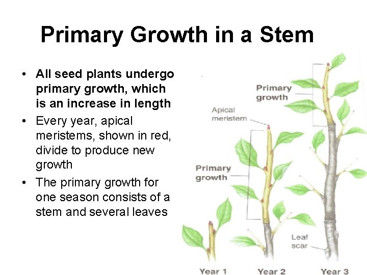 Primary Growth in a Stem • All seed plants undergo primary growth, which is