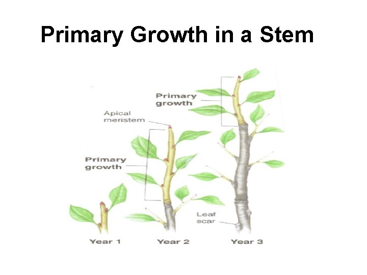 Primary Growth in a Stem 