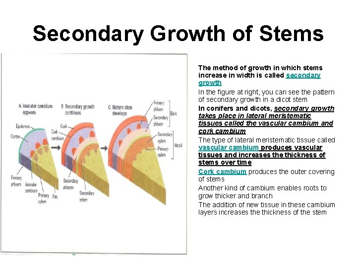 Secondary Growth of Stems • • The method of growth in which stems increase