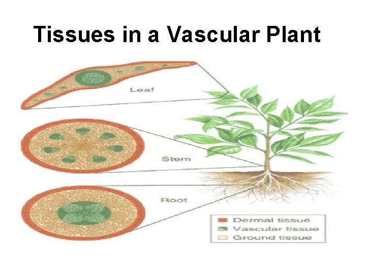 Tissues in a Vascular Plant 