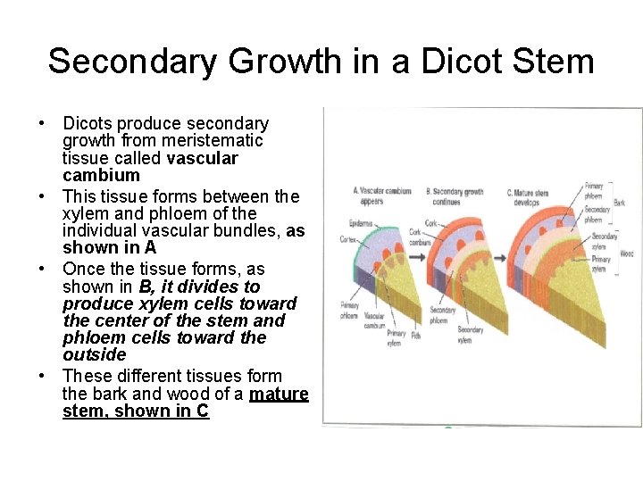 Secondary Growth in a Dicot Stem • Dicots produce secondary growth from meristematic tissue