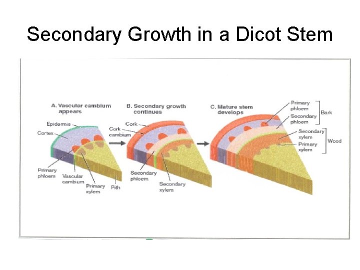 Secondary Growth in a Dicot Stem 
