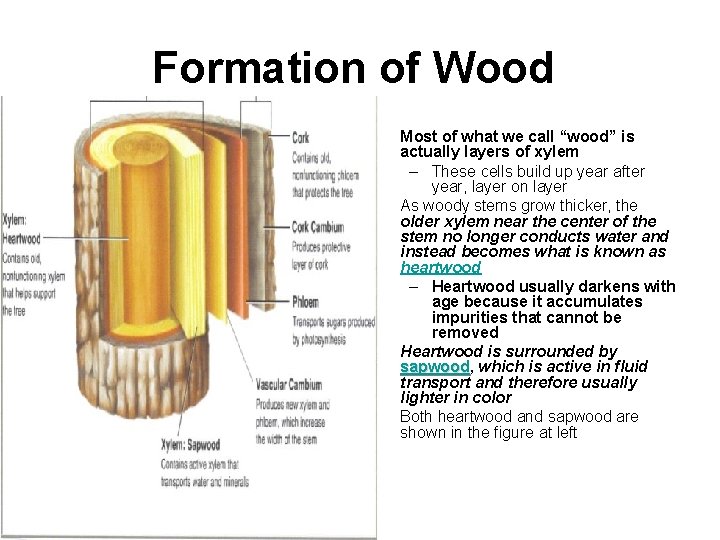 Formation of Wood • • Most of what we call “wood” is actually layers