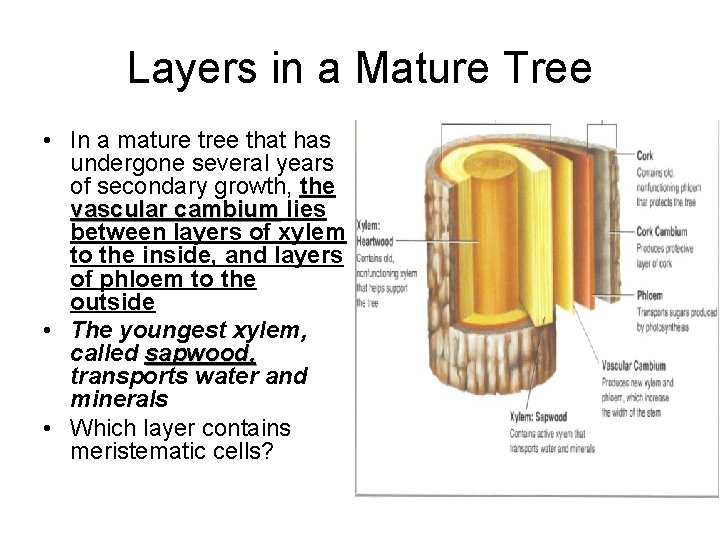 Layers in a Mature Tree • In a mature tree that has undergone several