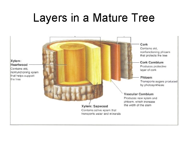 Layers in a Mature Tree 