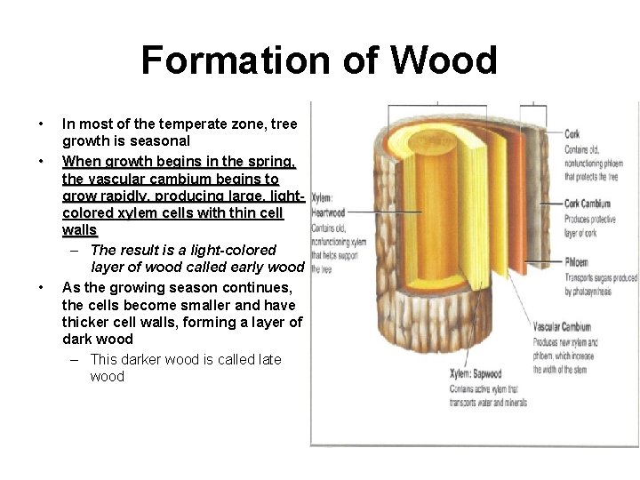 Formation of Wood • • • In most of the temperate zone, tree growth