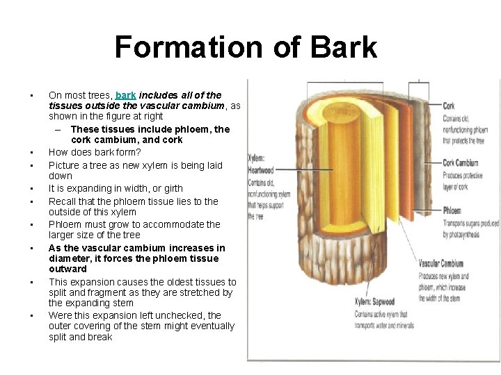 Formation of Bark • • • On most trees, bark includes all of the