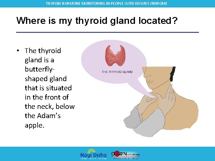 THYROID HORMONE MONITORING IN PEOPLE WITH DOWN SYNDROME Where is my thyroid gland located?