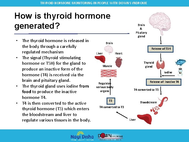 THYROID HORMONE MONITORING IN PEOPLE WITH DOWN SYNDROME How is thyroid hormone generated? •