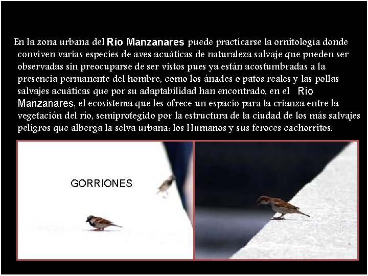 En la zona urbana del Río Manzanares puede practicarse la ornitología donde conviven varias