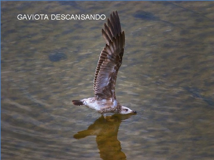 GAVIOTA DESCANSANDO 