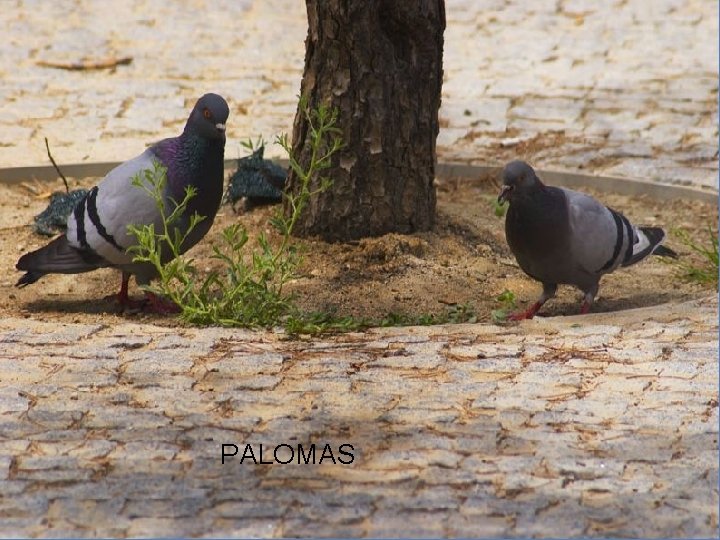 PALOMAS 