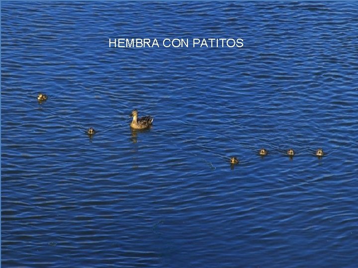 HEMBRA CON PATITOS 