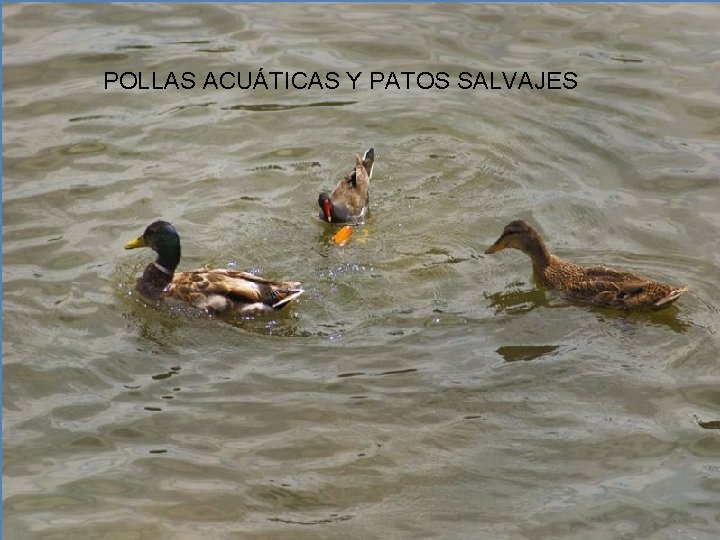 POLLAS ACUÁTICAS Y PATOS SALVAJES 