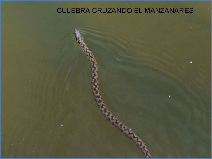 CULEBRA CRUZANDO EL MANZANARES 