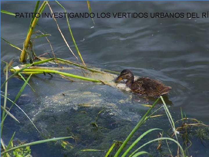 PATITO INVESTIGANDO LOS VERTIDOS URBANOS DEL RÍO 