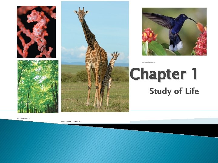 Chapter 1 Study of Life 