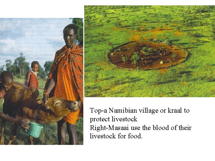 Top-a Namibian village or kraal to protect livestock Right-Masaai use the blood of their