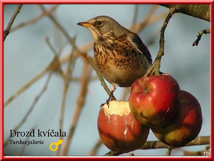 Drozd kvíčala Turdus pilaris 