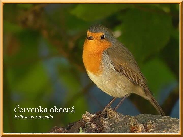 Červenka obecná Erithacus rubecula 