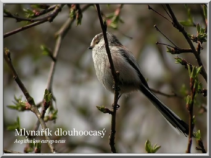 Mlynařík dlouhoocasý Aegithalos europaeus 