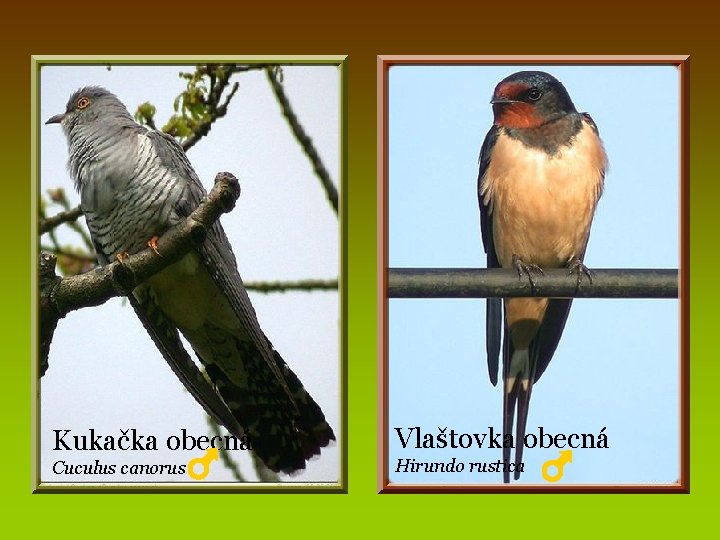 Kukačka obecná Cuculus canorus Vlaštovka obecná Hirundo rustica 