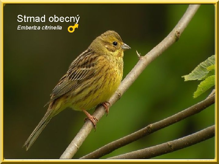 Strnad obecný Emberiza citrinella 