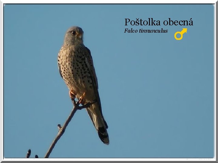 Poštolka obecná Falco tinnunculus 