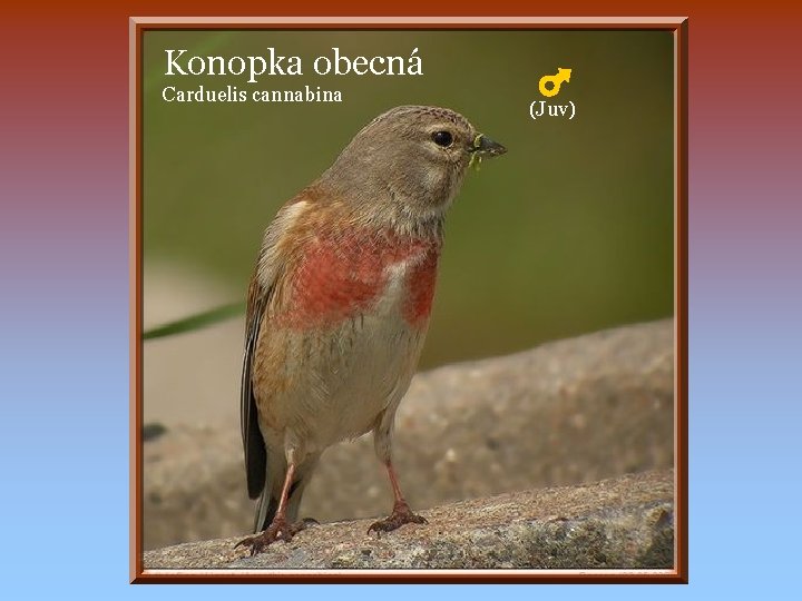 Konopka obecná Carduelis cannabina (Juv) 