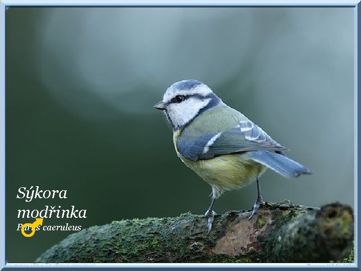 Sýkora modřinka Parus caeruleus 