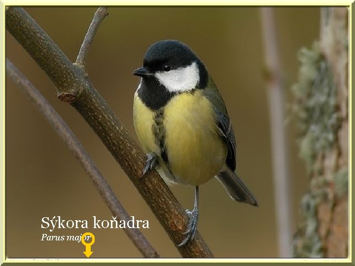 Sýkora koňadra Parus major 