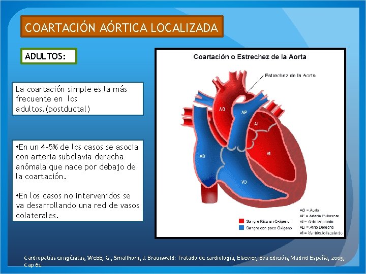 COARTACIÓN AÓRTICA LOCALIZADA ADULTOS: La coartación simple es la más frecuente en los adultos.