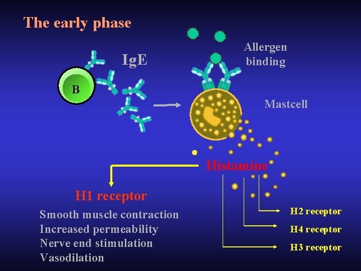 The early phase Ig. E Allergen binding B Mastcell Histamine H 1 receptor Smooth