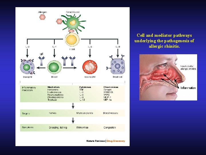 Cell and mediator pathways underlying the pathogenesis of allergic rhinitis. 