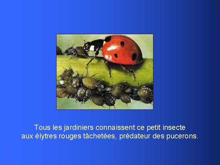 Tous les jardiniers connaissent ce petit insecte aux élytres rouges tâchetées, prédateur des pucerons.