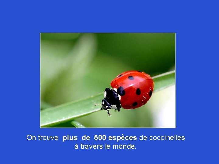 On trouve plus de 500 espèces de coccinelles à travers le monde. 