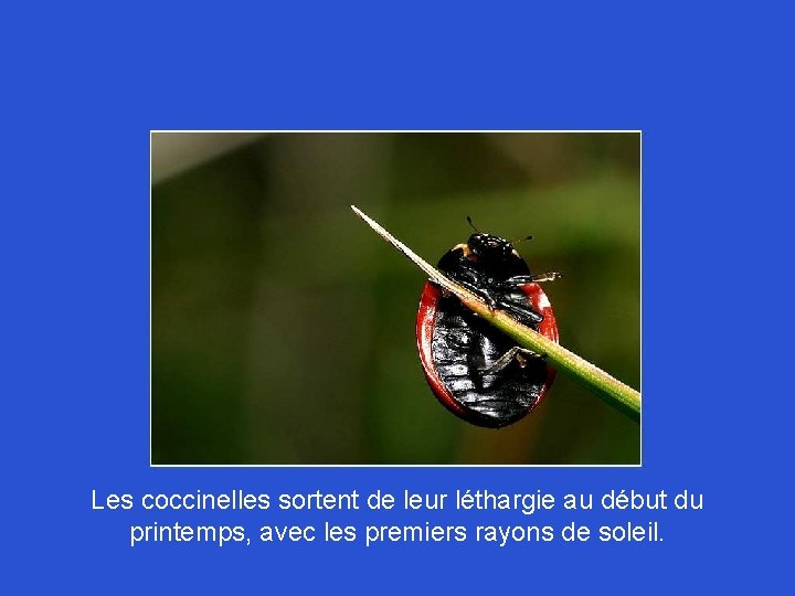 Les coccinelles sortent de leur léthargie au début du printemps, avec les premiers rayons