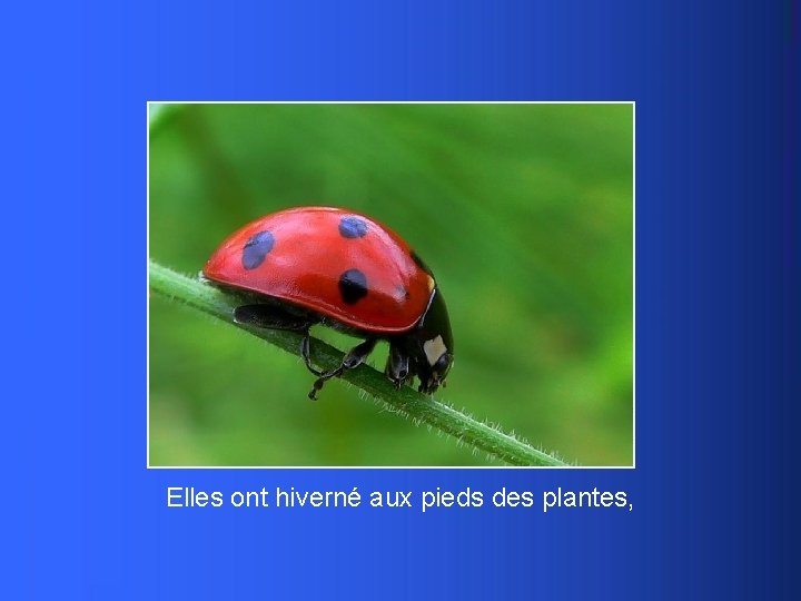 Elles ont hiverné aux pieds des plantes, 