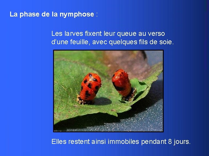 La phase de la nymphose : Les larves fixent leur queue au verso d’une