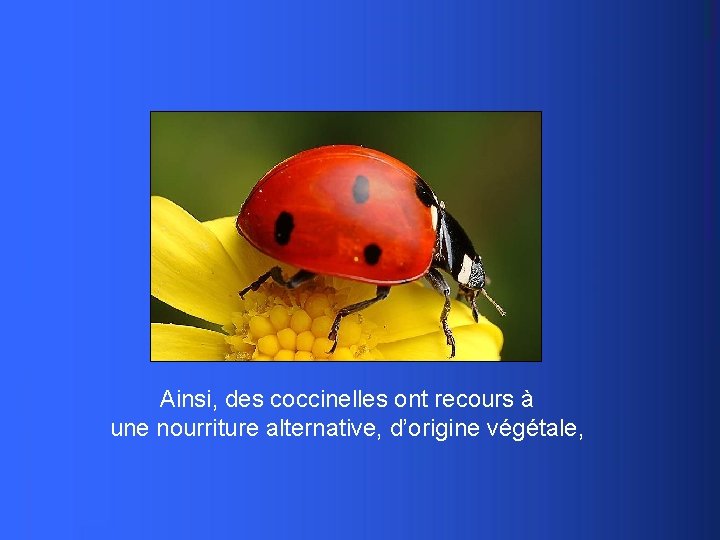 Ainsi, des coccinelles ont recours à une nourriture alternative, d’origine végétale, 