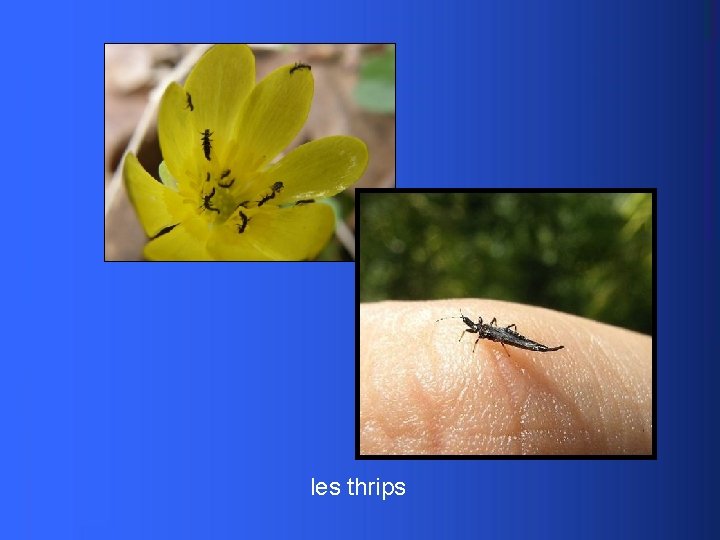 les thrips 