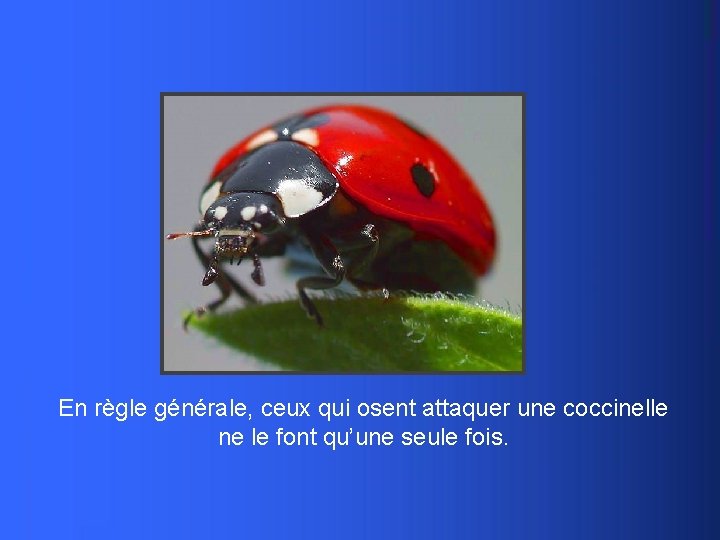 En règle générale, ceux qui osent attaquer une coccinelle ne le font qu’une seule