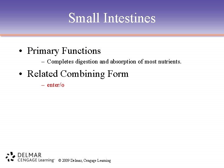 Small Intestines • Primary Functions – Completes digestion and absorption of most nutrients. •