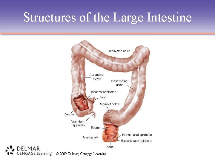 Structures of the Large Intestine © 2009 Delmar, Cengage Learning 